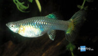 Poecilia reticulata - Guppy vrouw 'snow white'