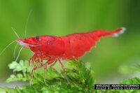 Neocaridina davidi - 'Bloody Mary' dwerggarnaal