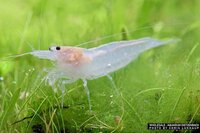 Caridina multidentata - Amanogarnaal 'snowwhite'