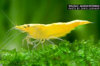 Neocaridina davidi - '' Yellow golden top' dwerggarnaal