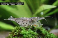 Caridina multidentata - Japonica garnaal (Amano) S