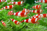 Caridina cf. cantonensis - crystal red garnaal