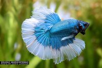 Betta splendens - Halfmoon ""Butterfly blue"" kempvis man