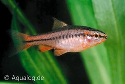 Puntius titteya - Sherry barbeel