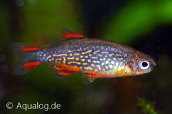 Celestichthys (Microrasbora, Danio) margaritus - Pareldanio