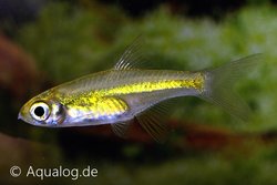 Microdevario kubotai - Neon dwergrasbora