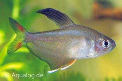 Hyphessobrycon rosaceus (= &quot;&quot;ornatus&quot;&quot;) - Roze tetra