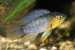 Apistogramma borelli - Borell&#039;s dwergcichlide
