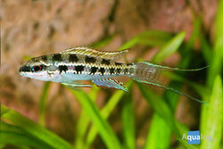 Dicrossus (crenicara) filamentosa - Schaakbordcichlide