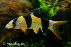 Chromobotia macracanthus - Clownbotia