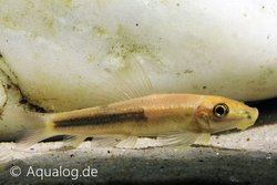 gyrinocheilus aymonieri gold