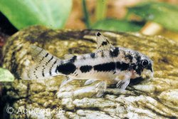 Corydoras habrosus - Gemarmerde dwergbodemkuiser