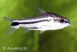 Corydoras pygmaeus - Dwergbodemkuiser