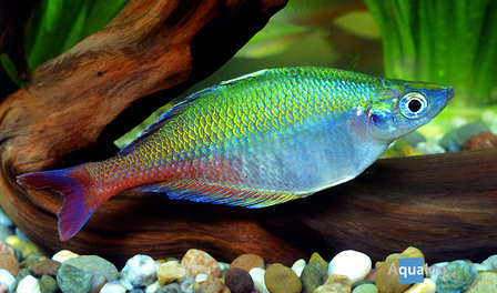 Chilatherina bleheri - Bleher&#039;s regenboogvis