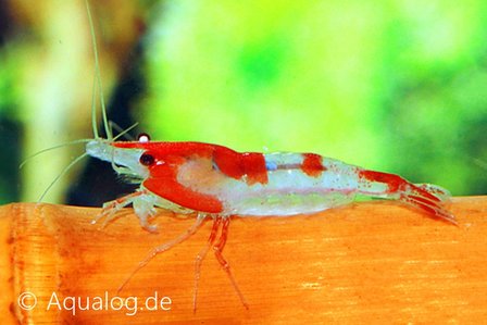 Neocaridina davidi - &#039;Rili Sakura&#039; dwerggarnaal - PROMO