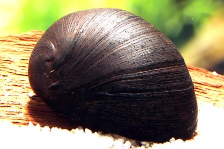 Neritina pulligera - Antraciet helmslak