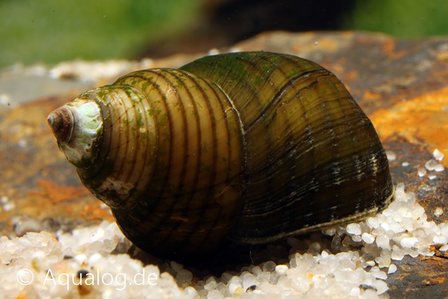 Filopaludina sp. - &#039;Redline&#039; slak