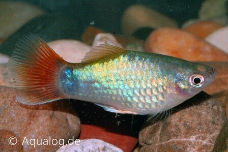 xiphophorus maculatus