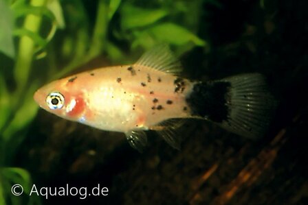 xiphophorus maculatus - goud/marmer/calico