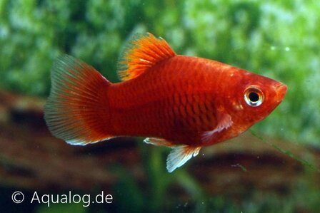 Xiphophorus maculatus - Rode koraalplaty