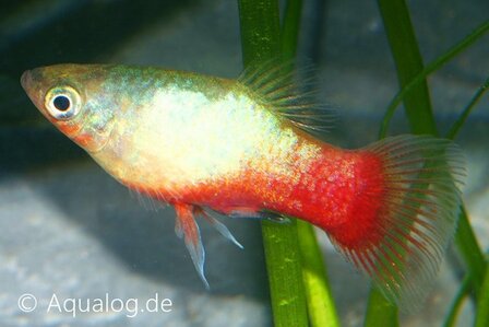 Xiphophorus maculatus - &#039;Sunset&#039; platy