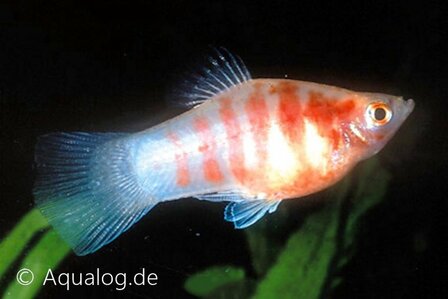 xiphophorus maculatus - Bleeding heart platy