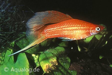 xiphophorus helleri