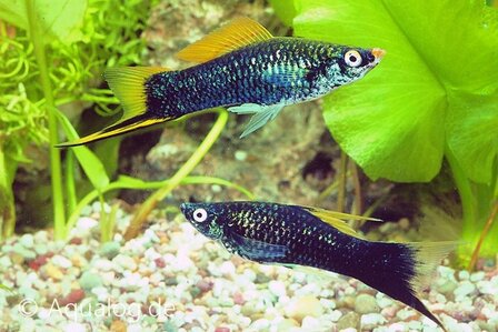 xiphophorus helleri black