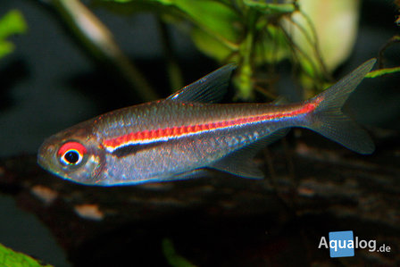 Hyphessobrycon amapaensis - Amapa tetra