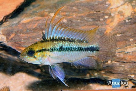 Apistogramma Trifasciata - 3-Streep Dwergcichlide