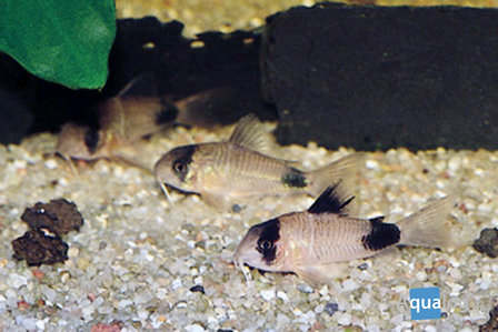 Corydoras Panda - Panda Bodemkuiser