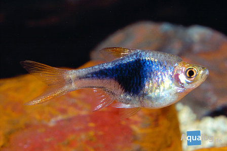 Rasbora Heteromorpha Black/Blue - Blauw/Zwarte Kegelvlek