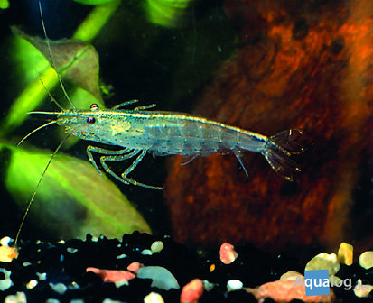 Caridina multidentata - Japonica garnaal (Amano) L