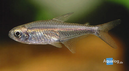 Hemigrammus erythrozonus - Vuurneon