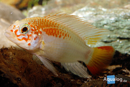 Apistogramma Viejita Gold - Gouden Viejita Dwergcichlide