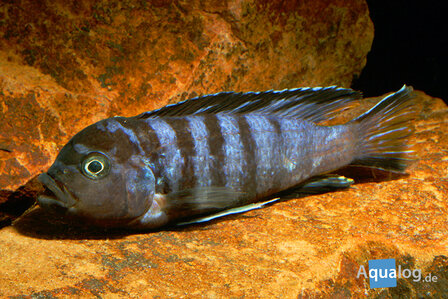 Pseudotropheus elongatus Neon Spot