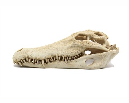 BLUE BELLE PACIFIC CROCODILE SKULL 28X13X10 CM