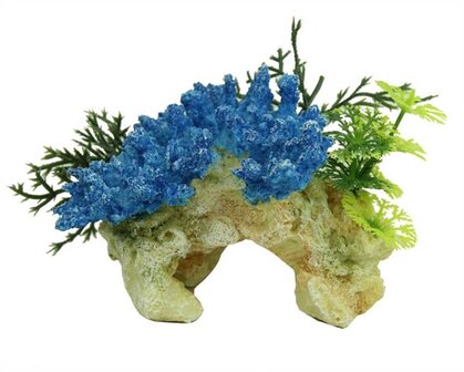 BLUE BELLE PACIFIC CORAL ROCK STAGHORN BLUE 12 CM