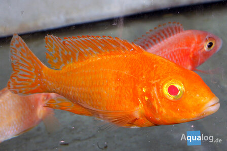 Aulonocara sp.Red Albino - Albino red keizersbaars