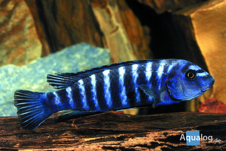 Labeotropheus trewavasae Thumbi west