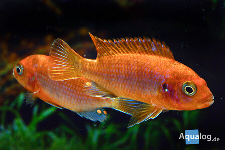 Labidochromis sp. &quot;hongi&quot;