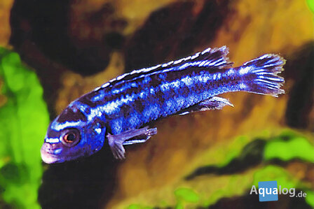 Melanochromis johanni