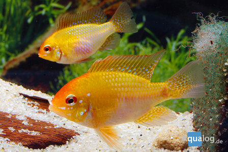 Mikrogeophagus Ramirezi - Gouden Antennebaarsje