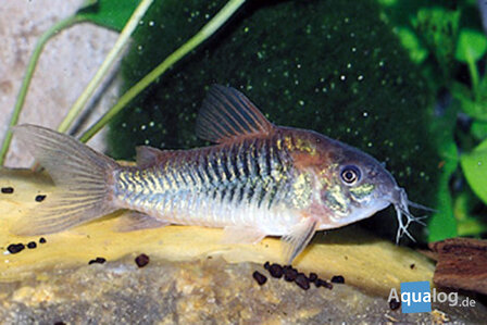 Corydoras sp. Venezuela orange - PROMOPRIJS