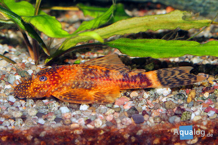 Ancistrus Red/Brown Lda 16