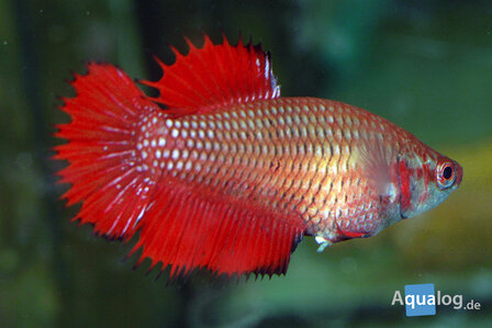 Betta splendens &quot;CROWNTAIL&quot;, female