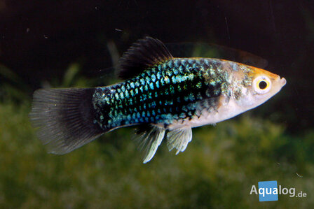 Xiphophorus maculatus - Zwarte platy