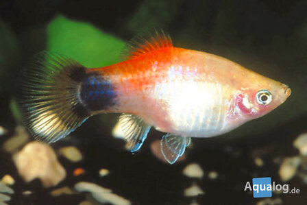 Xiphophorus maculatus - Wit/rood Mickey mouse platy