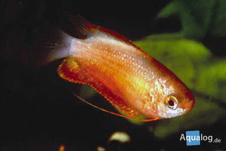 Colisa labiosa - Rubin red diklipgouramie