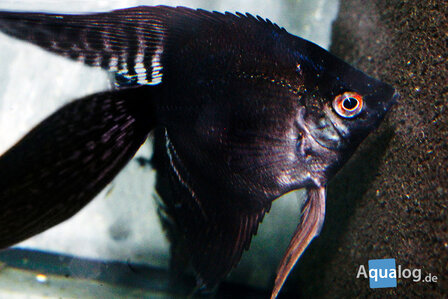 Pterophyllum scalare - Zwarte sluiermaanvis
